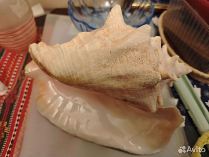 Морская раковина