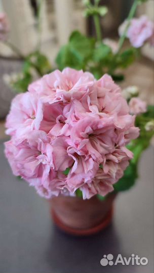 Пеларгония юг-Симона