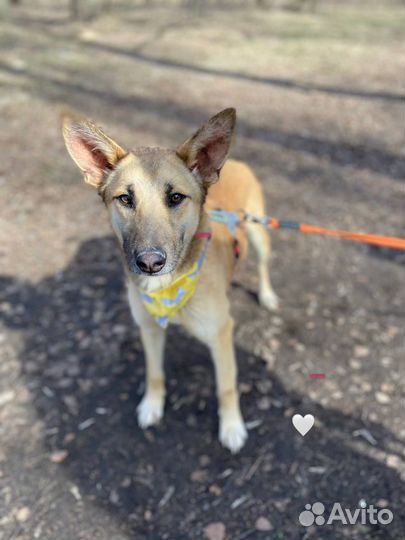 Собака в добрые руки