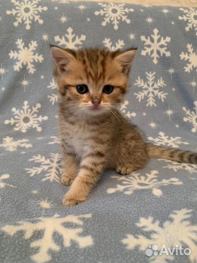 Британские котята