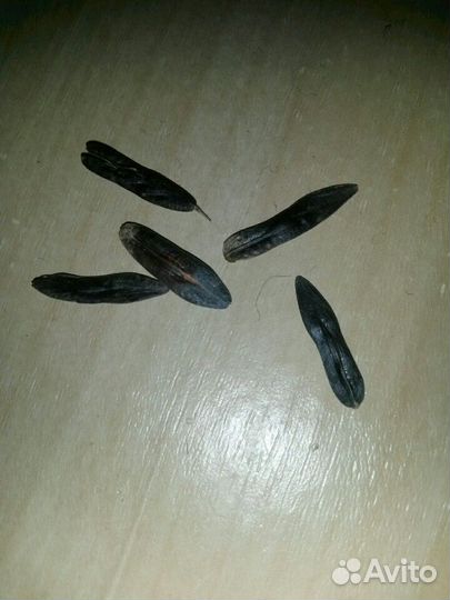 Семена усьма из Таджикистана для роста бровей