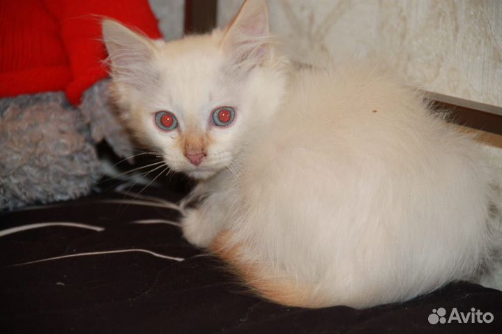 Котенок мальчик 2,5 месяца