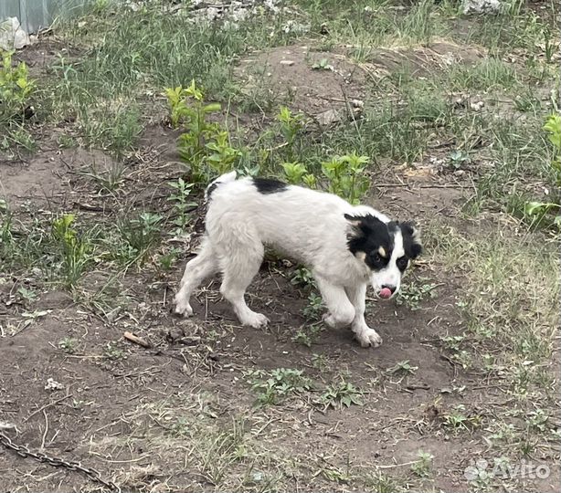 Щенок