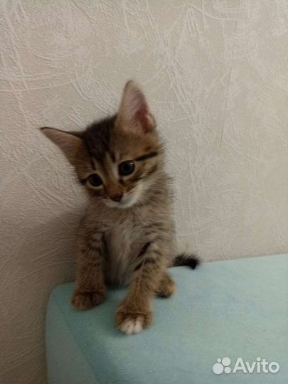 Кошка в дар бесплатно