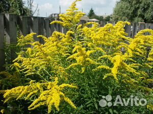 Терн,крыжовник,каштан,злаки