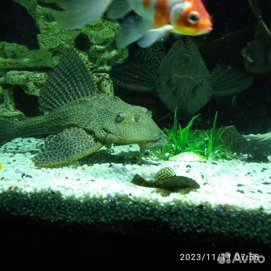 Аквариумные рыбки