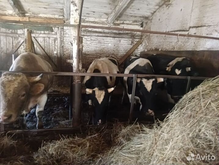 Быки на мясо живым весом