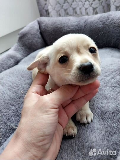 Той-терьер щенки