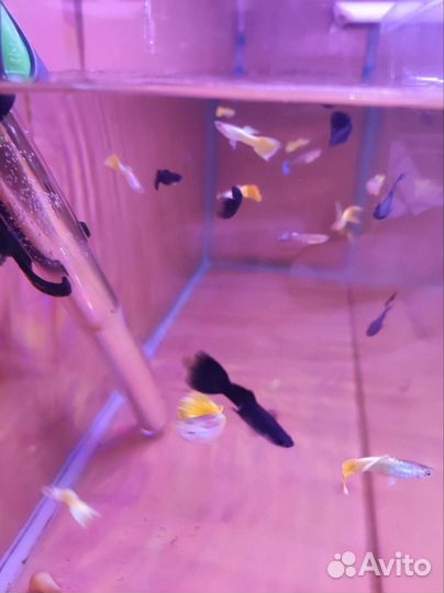 Аквариумные рыбки гуппи черный принц