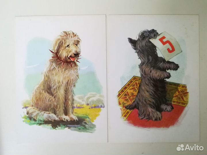 Медведь и лайки