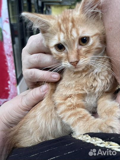 Котик мальчик рыжий