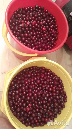 Ягода вишня
