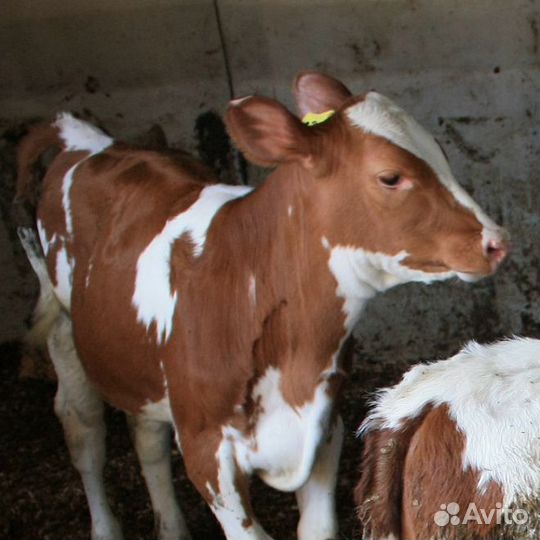 Симментал бык