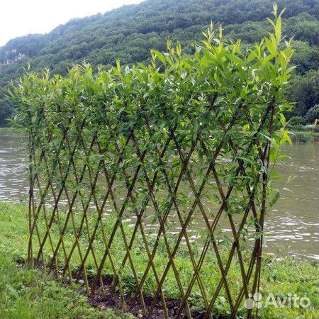 Зонирование участка изгородью из ивы