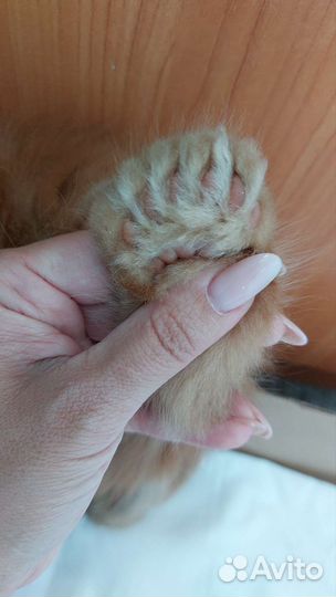 Котята мейн-кун полидакт