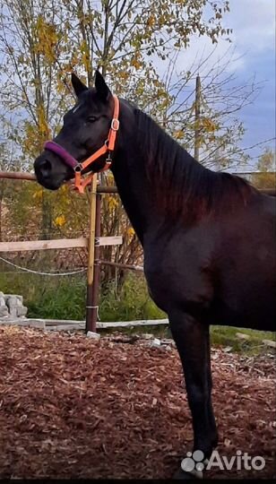 Лошадь в аренду