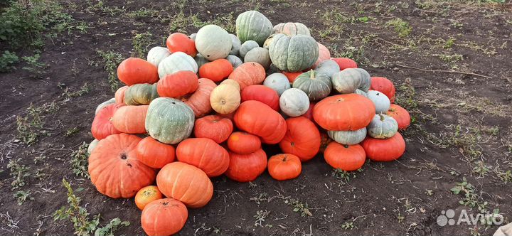 Продукты питания, тыква
