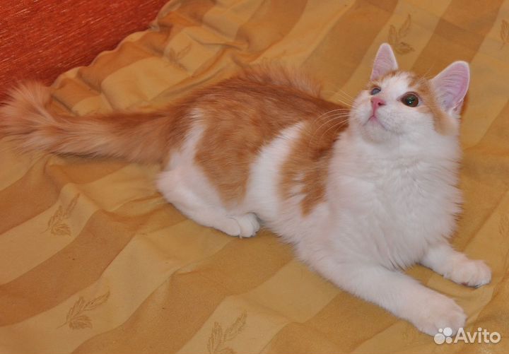 Коржик и Абрикос