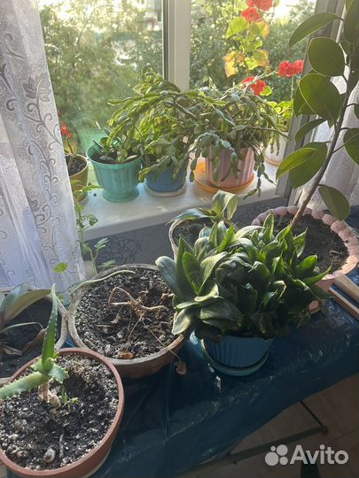 Цветы комнатные