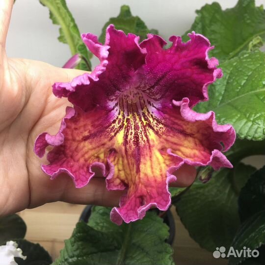 Стрептокарпусы почтой