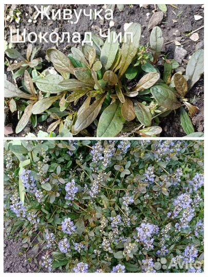 Очитки, седумы, живучка