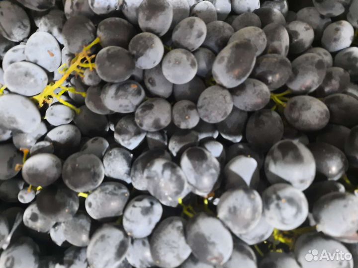 Виноград Молдова, Изабелла,Саперави