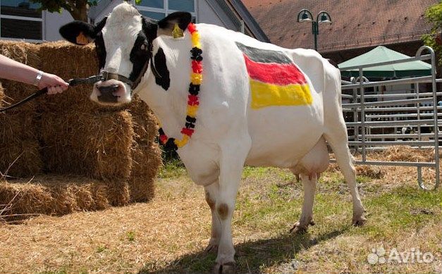 Маркер для маркировки животных RaideX