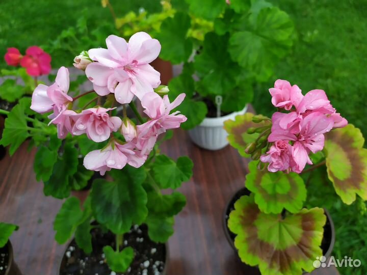 Герань пеларгония