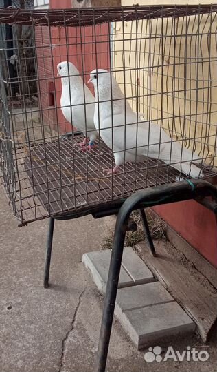 Продам голубей