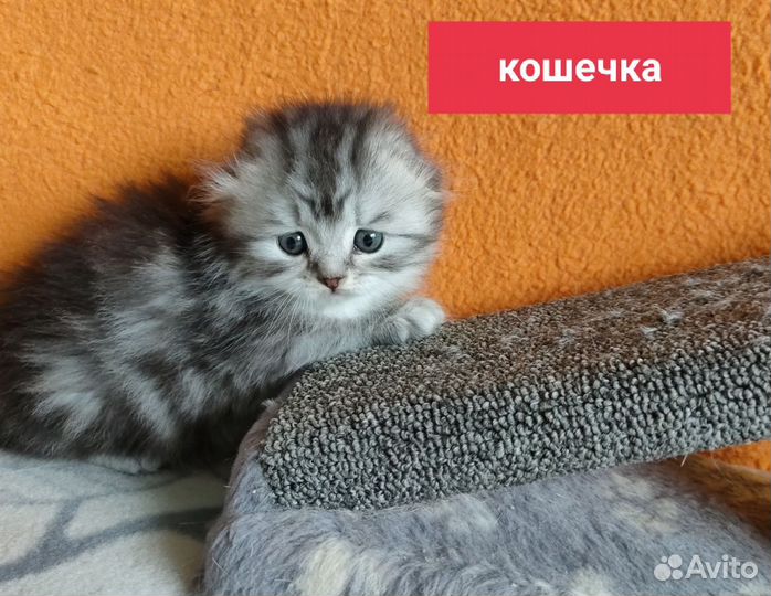 Шотландские котята
