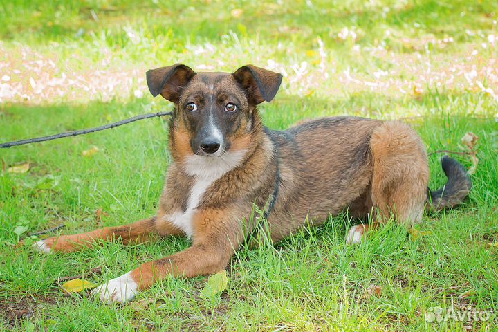 Щенок Поночка ищет дом