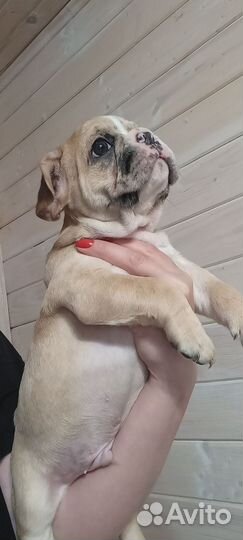 Французский бульдожка