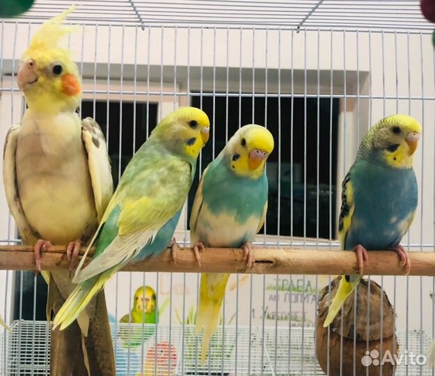 Птенцы волнистый попугай