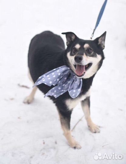 Собака в добрые руки отдам бесплатно