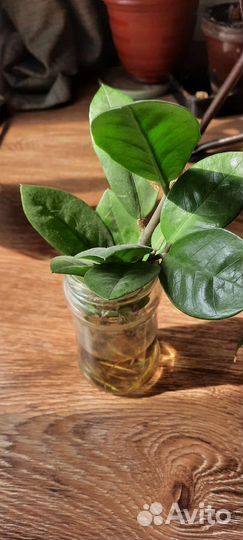 Замиокулькас