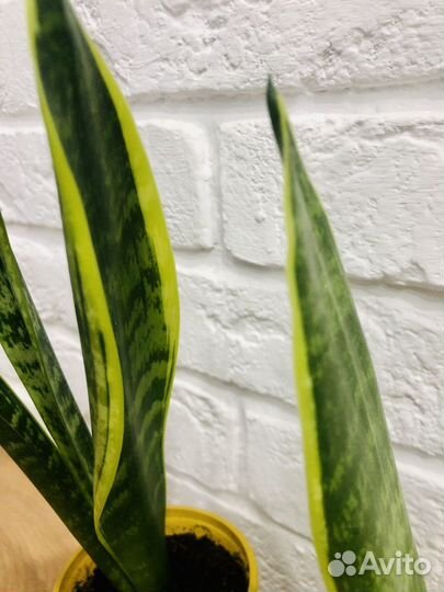 Сансевиерия Ларуенти