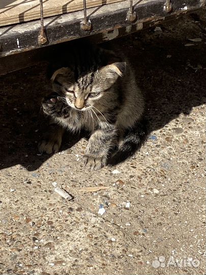 Вислоухий котенок в хорошие руки