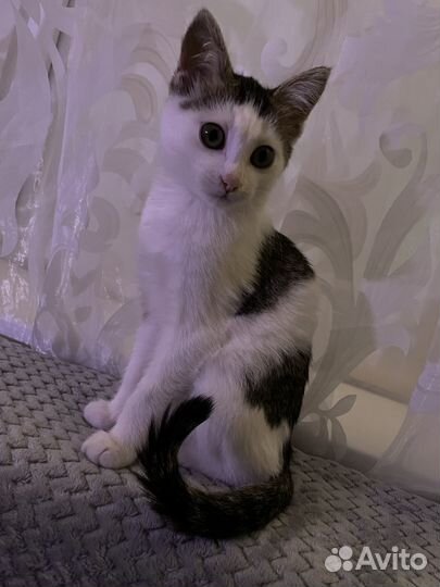 Котенок в добрые руки