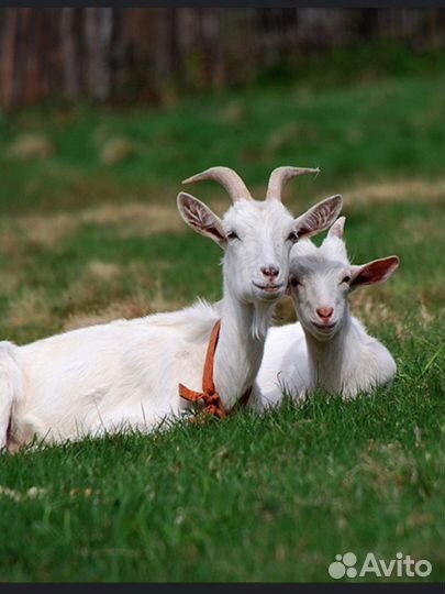 Коза дойная