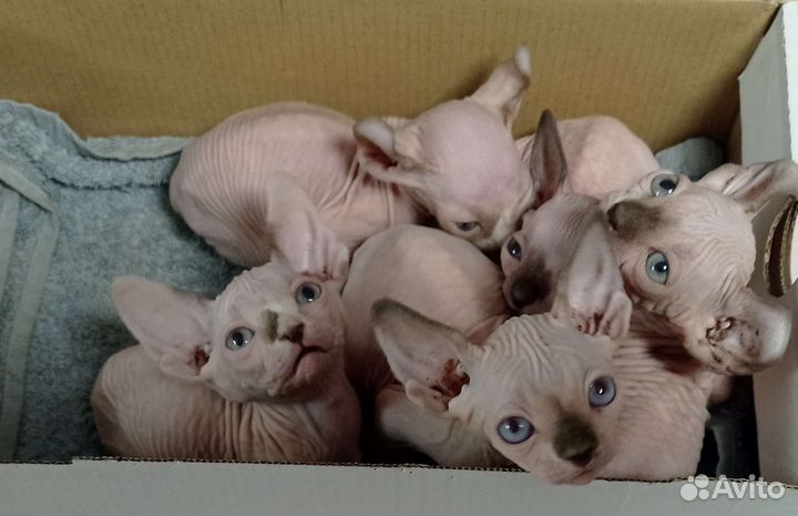 Канадский сфинкс