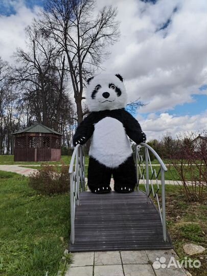 Поздравление от Белого Мишки и Панды (2.6 м.)