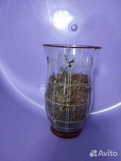 Семена укропа сухие