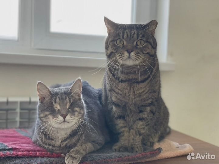 Котики ищут дом