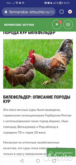 Петухи Билефельдер