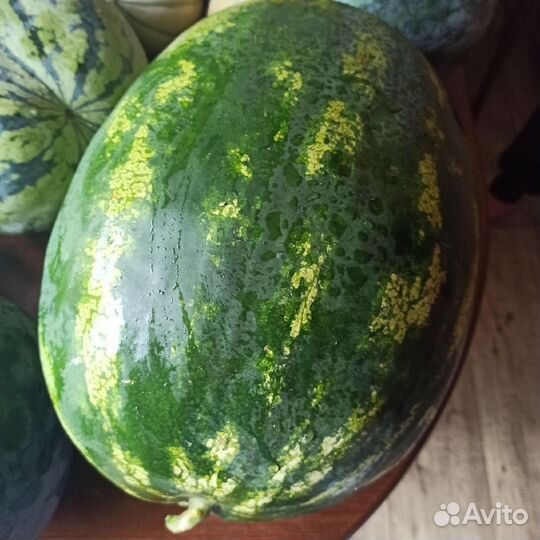 Бронь на рассаду арбузов и дынь на спец. подвое