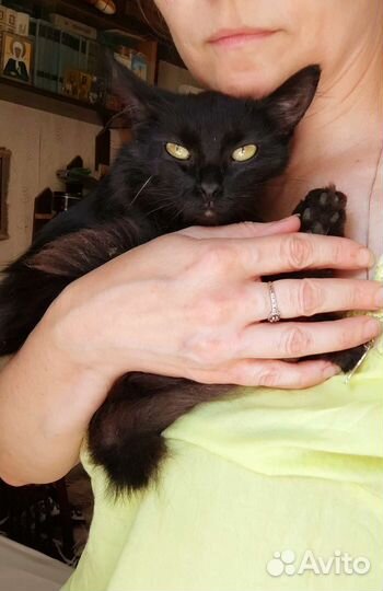 Кошка в дар бесплатно