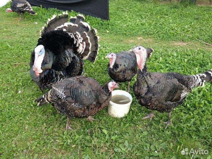 Индюки,индюшата