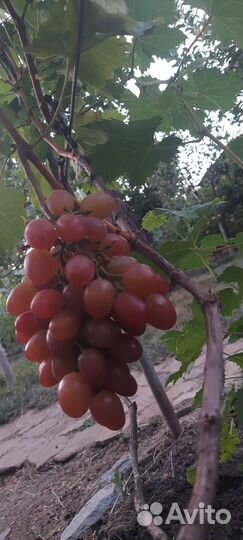 Саженцы винограда