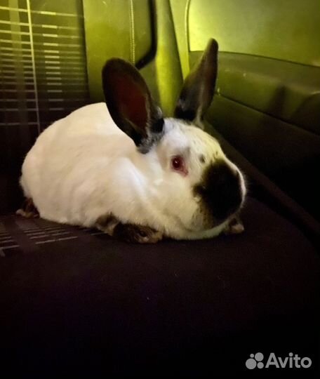 Калифорнийский кролик на племя