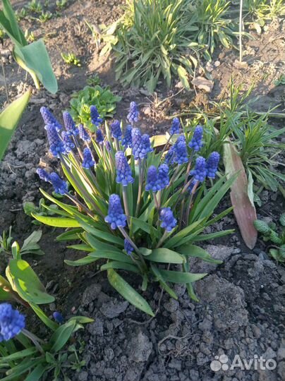 Примулы, мускарики многолетние